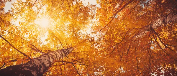 Stromy s pestrobarevnými listy v parku. březové olistění ve slunečném podzimu — Stock fotografie