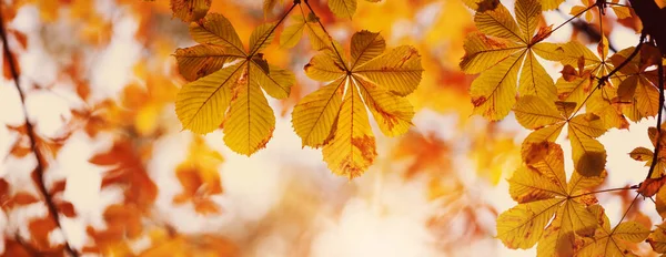 Folhas castanhas amarelas no outono com bela luz solar — Fotografia de Stock