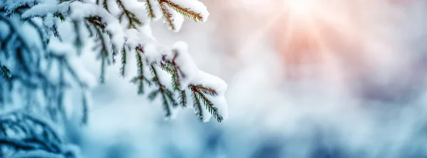 Fir-δέντρο καλυμμένο με χιόνι στο δάσος νεράιδα του χειμώνα — Φωτογραφία Αρχείου