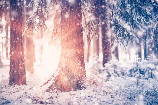 Gyönyörű fák hóval borítva a téli erdőben hóesésben — Stock Fotó