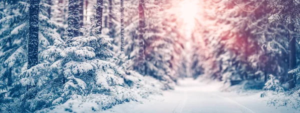 Caminho estreito na floresta nevada fada — Fotografia de Stock