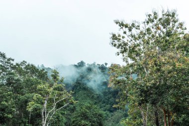 Bereketli, yoğun bir tropikal yağmur ormanının sisli ve atmosferik görüntüsü. Huzur ve doğa kavramının saf güzelliği..