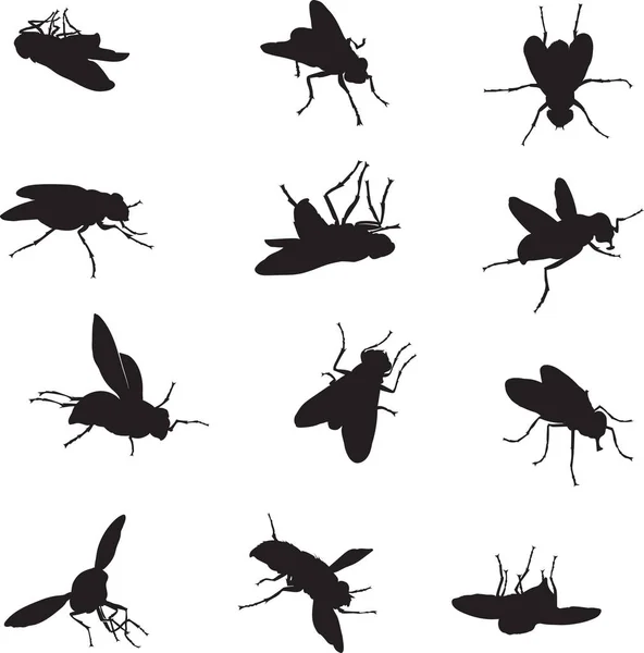 Fly Különböző Kép Vektor Fekete Sziluettje — Stock Vector