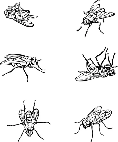 Fly Insect Various Poses Movements Foreshortenings Figures Black — Stock Vector