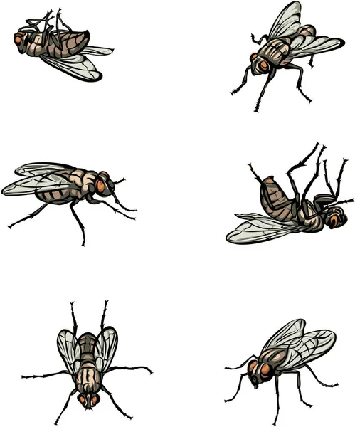 Mosca Insectos Varias Poses Movimientos Escorzos Figuras Negro Color — Vector de stock