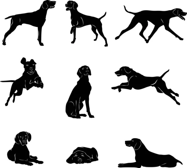 Dog Breed Kurchaar Various Poses Movements Angles Figures Black Silhouette — Stock Vector