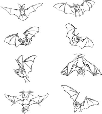 Yarasa, yarasa havada, hareket halinde, farklı pozisyonlarda, çizgi