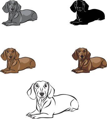 Dachshund, dachshund figürü, vektör, farklı pozisyonlar, illüstrasyon, siyah ve beyaz, siluet