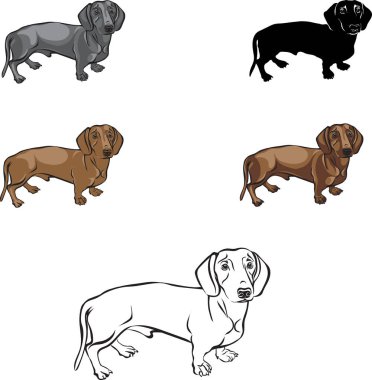 Dachshund, dachshund figürü, vektör, farklı pozisyonlar, illüstrasyon, siyah ve beyaz, siluet