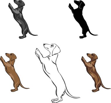 Dachshund, dachshund figürü, vektör, farklı pozisyonlar, illüstrasyon, siyah ve beyaz, siluet