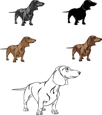 Dachshund, dachshund figürü, vektör, farklı pozisyonlar, illüstrasyon, siyah ve beyaz, siluet
