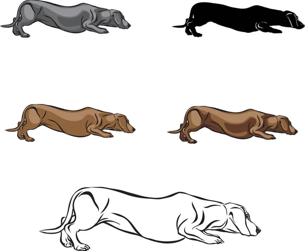 Dachshund Dachshund Figure Vector Different Positions Illustration Black White Silhouette — Stock Vector