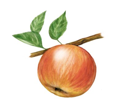 Elma, armut, meyve, suluboya bir meyve çizimi, beyaz arka planda izole bir illüstrasyon, meyve çeşitliliği, suluboya ve daha sonra bilgisayarda tamamlanan renkli kalemlerle yapılan illüstrasyon