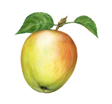 Elma, armut, meyve, suluboya bir meyve çizimi, beyaz arka planda izole bir illüstrasyon, meyve çeşitliliği, suluboya ve daha sonra bilgisayarda tamamlanan renkli kalemlerle yapılan illüstrasyon