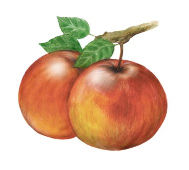 Elma, armut, meyve, suluboya bir meyve çizimi, beyaz arka planda izole bir illüstrasyon, meyve çeşitliliği, suluboya ve daha sonra bilgisayarda tamamlanan renkli kalemlerle yapılan illüstrasyon