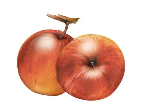 Apfel Birne Frucht Aquarell Handgezeichnete Zeichnung Einer Frucht Isolierte Illustration — Stockfoto