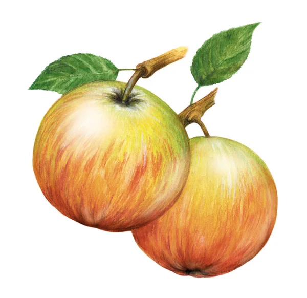 リンゴ 水彩画手描きの果物 白い背景に孤立したイラスト 果物の種類 水彩画と色鉛筆で作られたイラスト その後の完成をコンピュータ上で — ストック写真