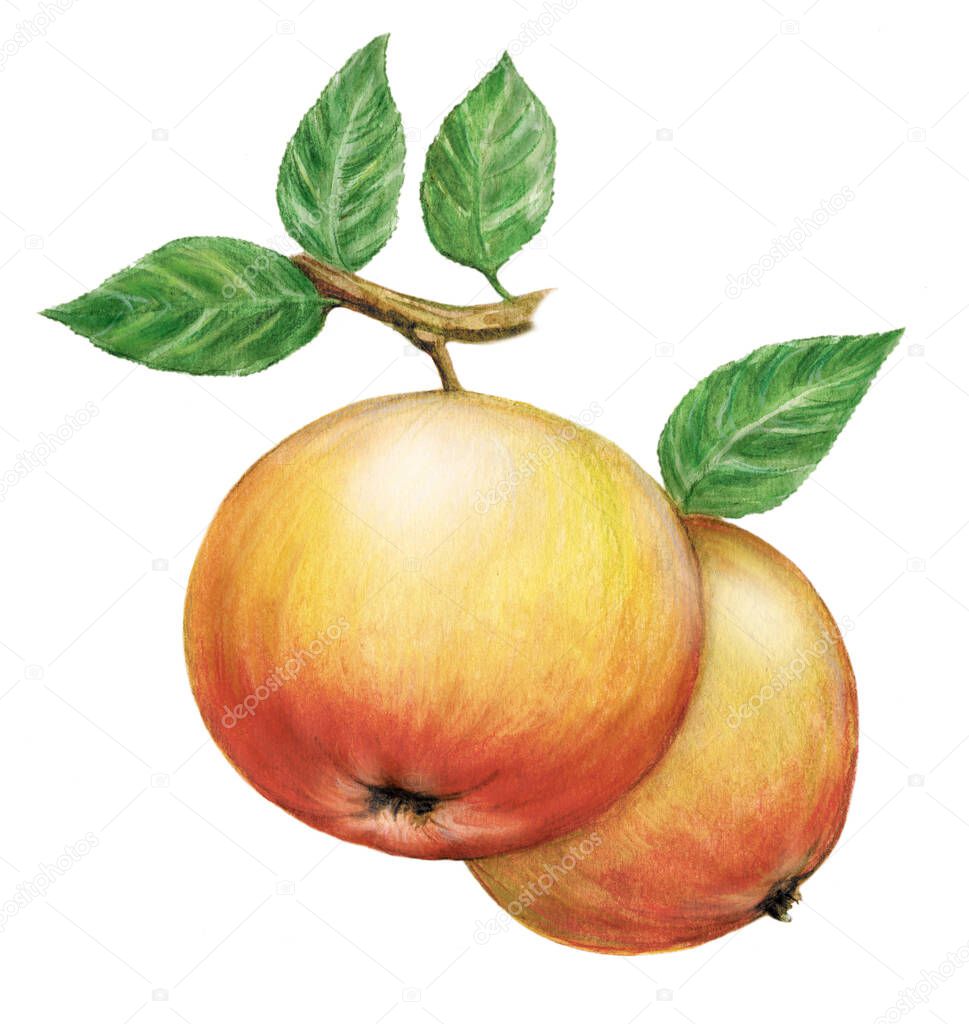 apple, pear, fruit, watercolor hand-drawn drawing of a fruits, isolated illustration on a white background, variety of fruit, illustration made with watercolors and colored pencils with the subsequent completion on the computer