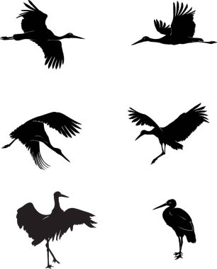 Leylek, kuş, beyaz, siyah, grafik, siluet