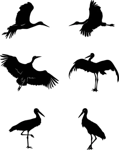 Stork Bird White Black Graphic Silhouette — Stock Vector