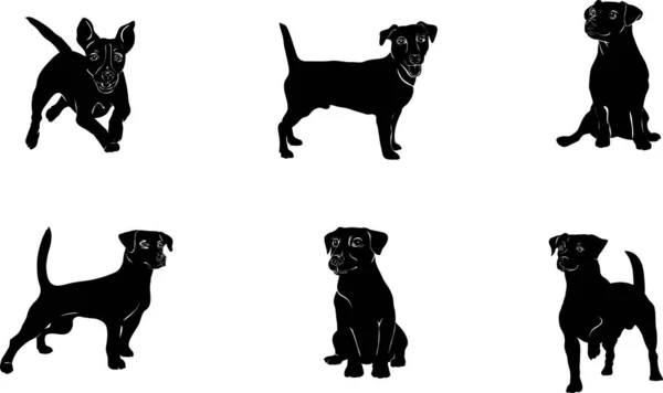 Jack Russell Terrier Kutya Vektor Különböző Pozíciók Illusztráció Fekete Fehér — Stock Vector