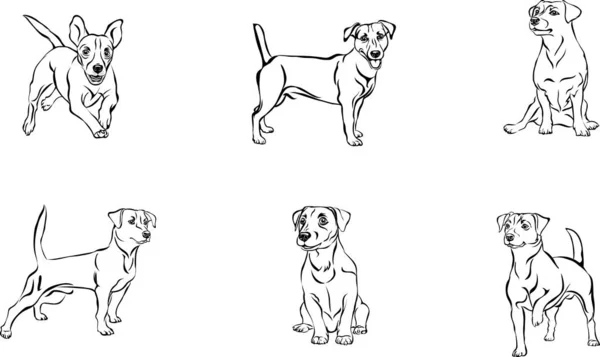 Jack Russell Terrier Dog Vector Different Positions Illustration Black White — Stock Vector