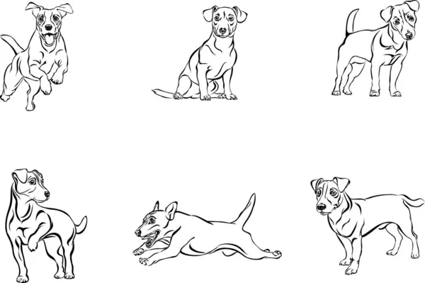 Jack Russell Terrier Hund Vektor Olika Positioner Illustration Svart Och — Stock vektor