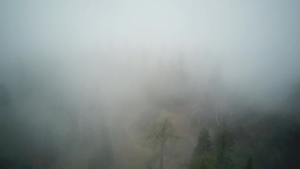 Flyg över det dimmiga Forrest — Stockvideo