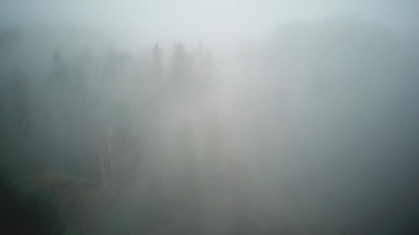 Voo sobre o Foggy Forrest — Vídeo de Stock