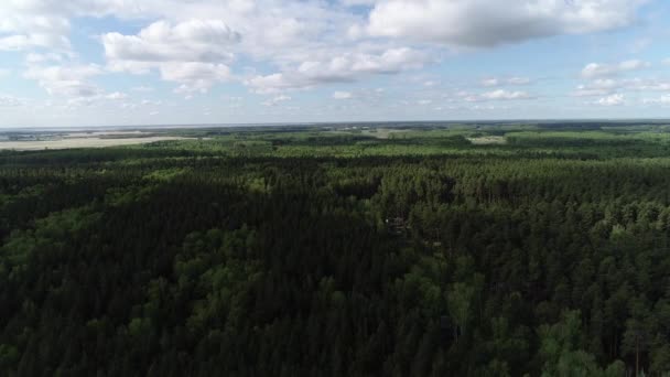 Vlucht over de Forrest — Stockvideo