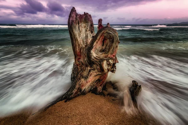 Los Restos Tocón Árbol Son Golpeados Por Océano Pacífico Atardecer — Foto de Stock