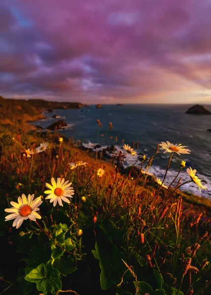 California Tramonto con fiori di campo — Foto Stock