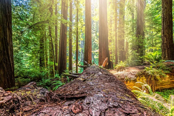 Падший Редвуд дерева в лісі Північної Каліфорнії — стокове фото