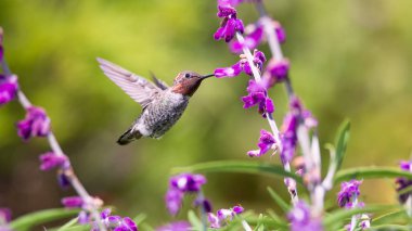 Anna's Hummingbird in Flight, Purple Flowers, Color Image, Day clipart