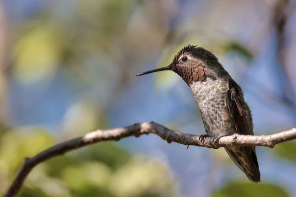 Annas Hummingbird uppflugen i ett träd, California — Stockfoto