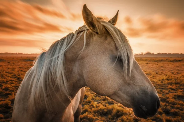 カリフォルニア州北部の日没で馬の肖像画. — ストック写真