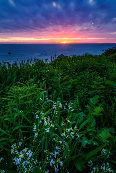 Flores Primer Plano Una Hermosa Puesta Sol Una Playa Rocosa — Foto de Stock