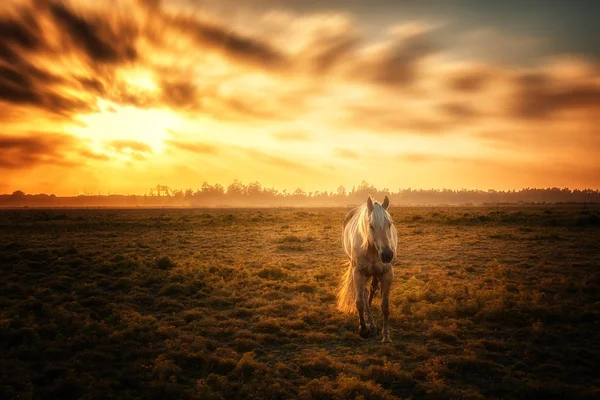 Bir at için kameranın arka planda gün batımı ile poz veriyor.