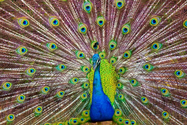 Ein Pfau mit seinen bunten Federn in kauai, hawaii — Stockfoto