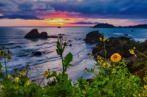 Imagem Cor Paisagem Belo Pôr Sol Pacífico Noroeste Com Flores — Fotografia de Stock