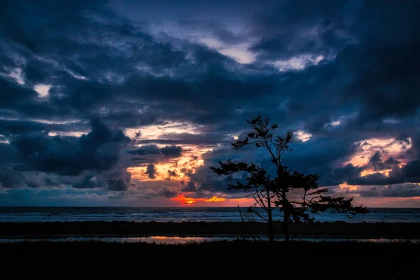 Puesta de sol con un árbol con vistas al Océano Pacífico — Foto de Stock