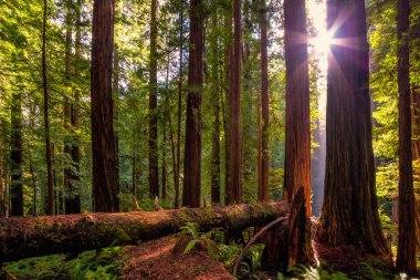 Kuzey Kaliforniya 'daki Redwood Ormanı manzarası