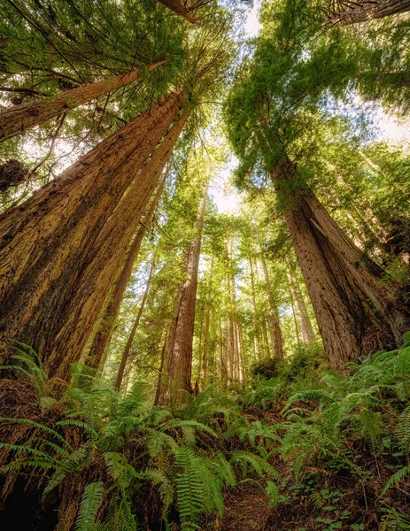 Redwood Forest Tájkép gyönyörű Észak-Kaliforniában — Stock Fotó