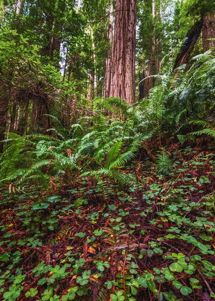 Paisaje del bosque Redwood en el hermoso norte de California — Foto de Stock