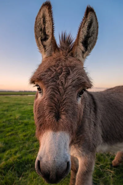 Un retrato de burro a color al atardecer, California, EE.UU. — Foto de Stock