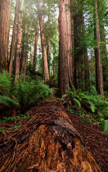美丽的北加州红杉森林景观 — 图库照片