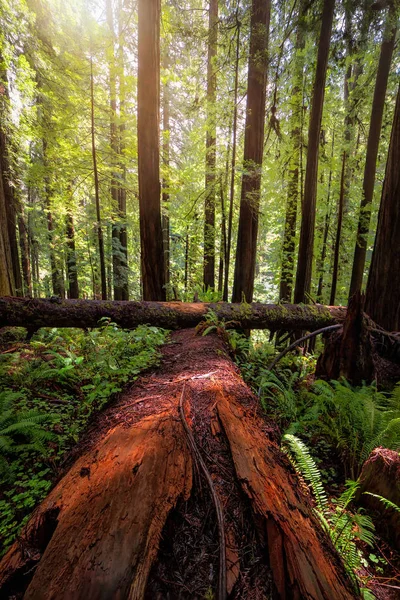 Redwood Forest Tájkép gyönyörű Észak-Kaliforniában — Stock Fotó