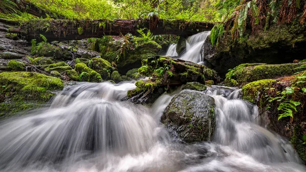 Ein kleiner Wasserfall im Regenwald, Nordkalifornien — Stockfoto