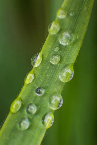 Gouttelettes d'eau de pluie sur une seule lame d'herbe — Photo