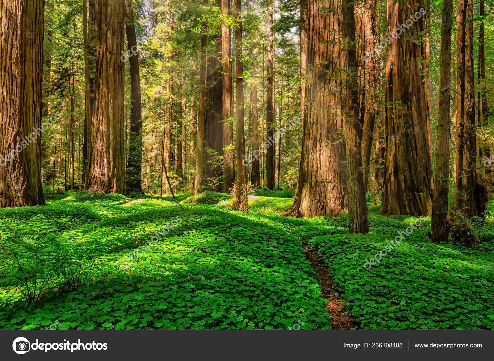 Redwood tree Wallpapers (56 images) - WallpaperCat, image size:1600x1168